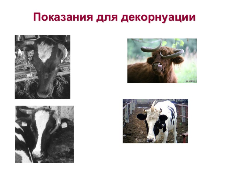 Показания для декорнуации Показания для декорнуации